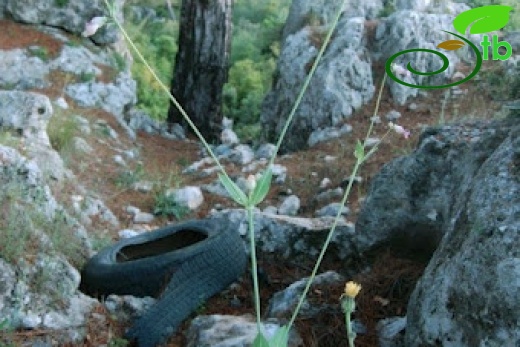 Erdemli-Mersin