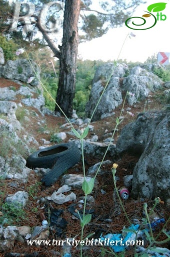 Erdemli-Mersin