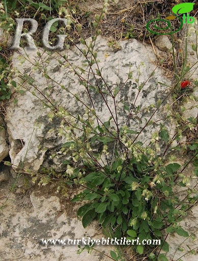 Silifke-Mersin