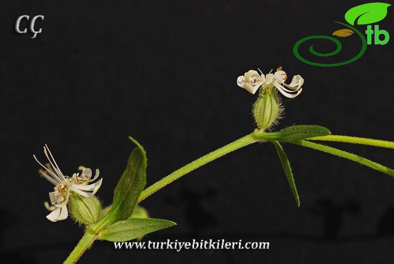 subsp. dichotoma-İzmir