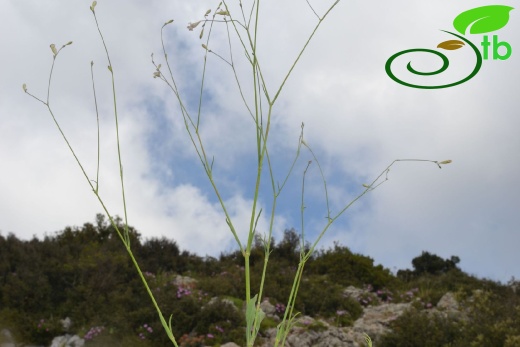 Datça