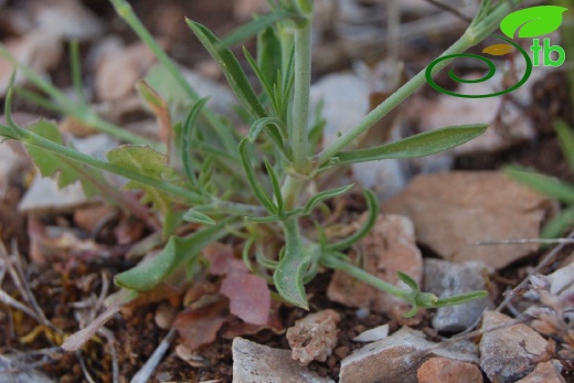 Kalkan