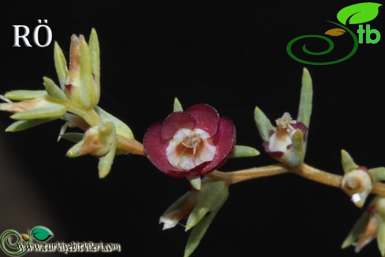 subsp_serpentinicola-Sandras dağı