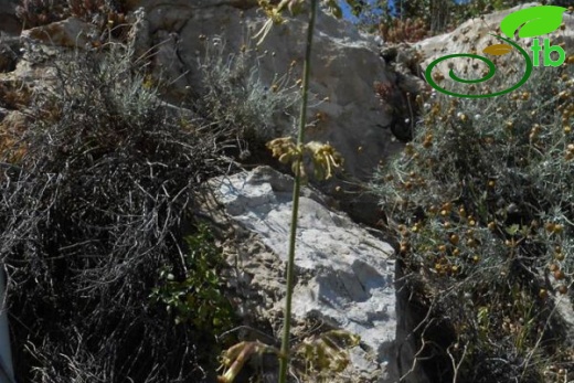 subsp. rhodopea-İzmir