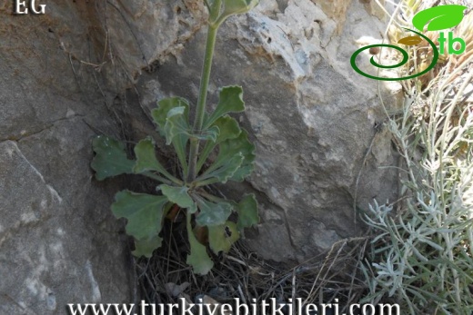 subsp. rhodopea-İzmir