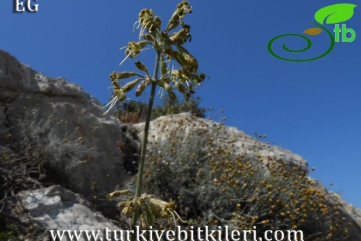 subsp. rhodopea-İzmir