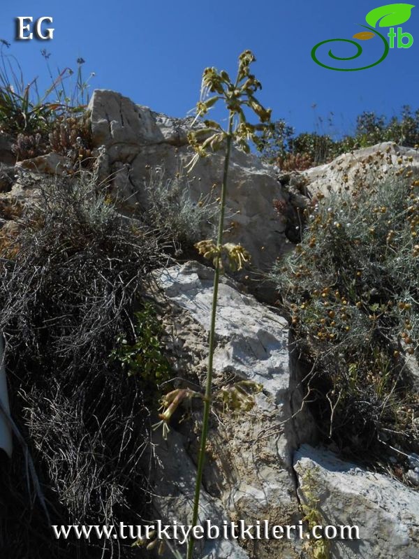 subsp. rhodopea-İzmir