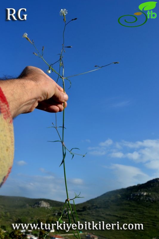 Datça-Muğla
