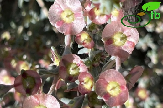 Salsola crassa