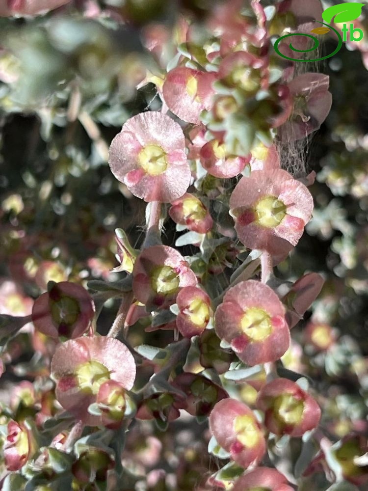 Salsola crassa