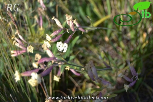 Keşiş dağları-Van