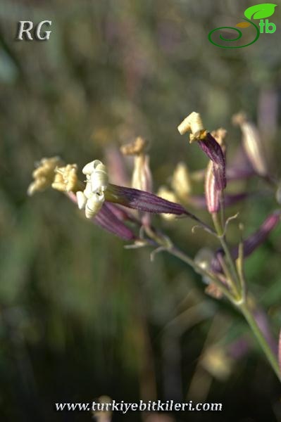 Keşiş dağları-Van
