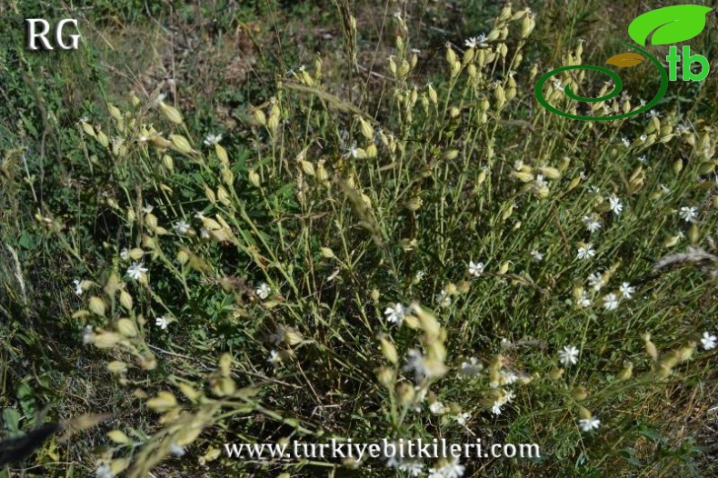 Ergan dağı-Erzincan