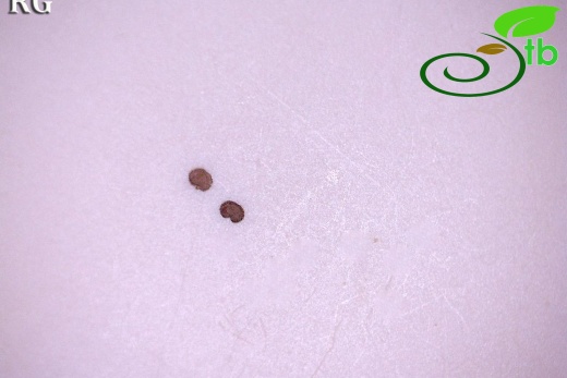 Tohum- Seed