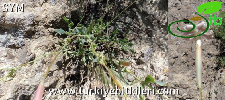 Tunceli