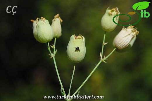 var. vulgaris-İzmir