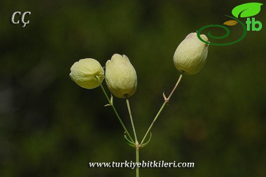 var. vulgaris-İzmir