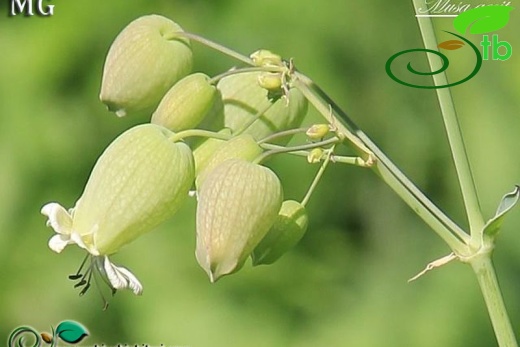var. commutata-Şirnak