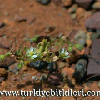 Sandras dağı-Köyceğiz