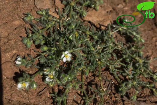 Sandras dağı