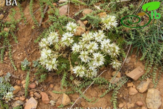 Niğde