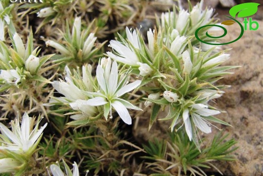 Amanos dağları-Hatay