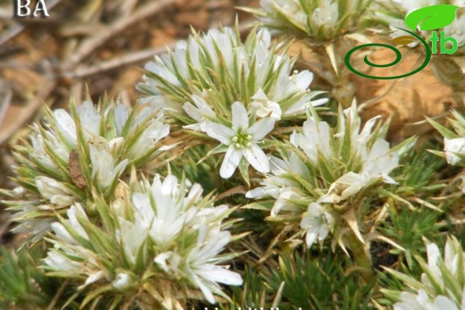 Niğde