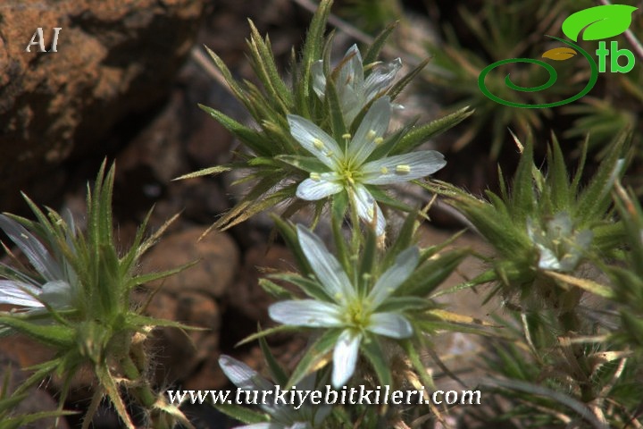 Amanos dağları-Hatay