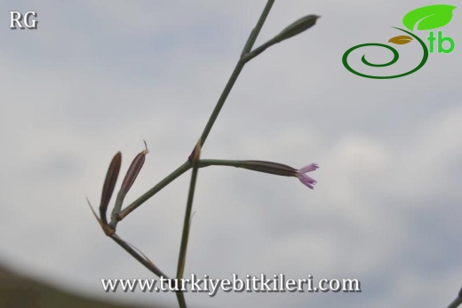 Datça-Muğla
