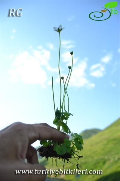 İkizdere-Rize