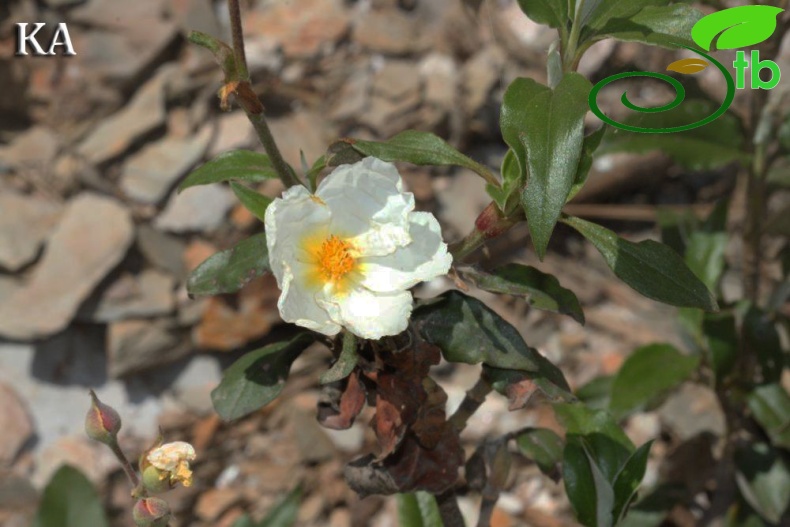 Göktepe-Muğla