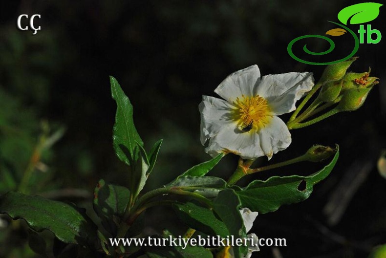 Kütahya