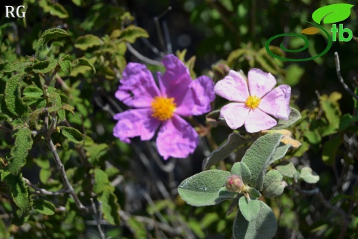 Cistus parviflorus(sağda-right) ve C. creticus (Solda-left)