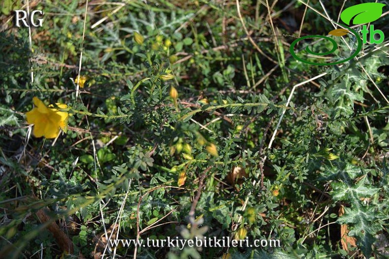 var arabica-Datça-Muğla