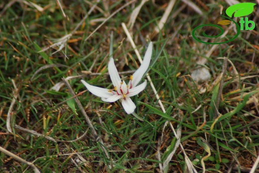 Sivrihisar
