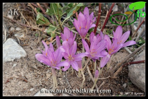 Çamardı-Niğde