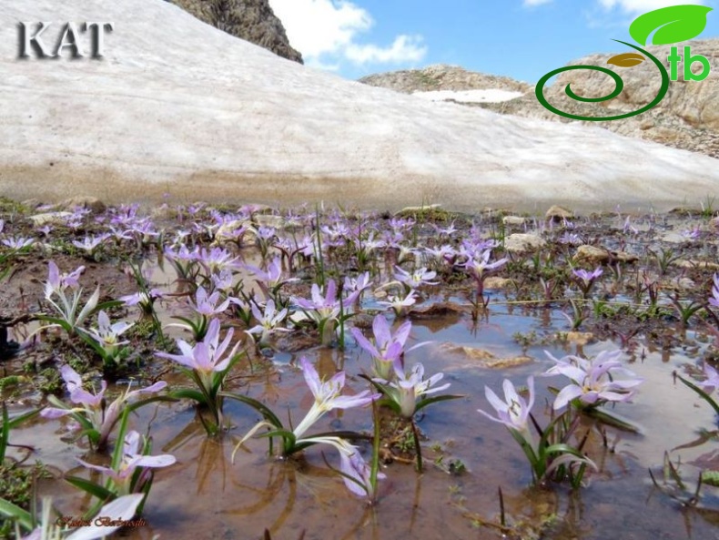 Sandras dağı-Köyceğiz