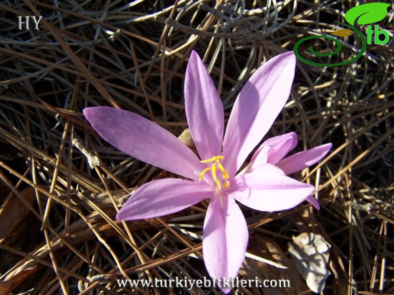 ssp rigescens