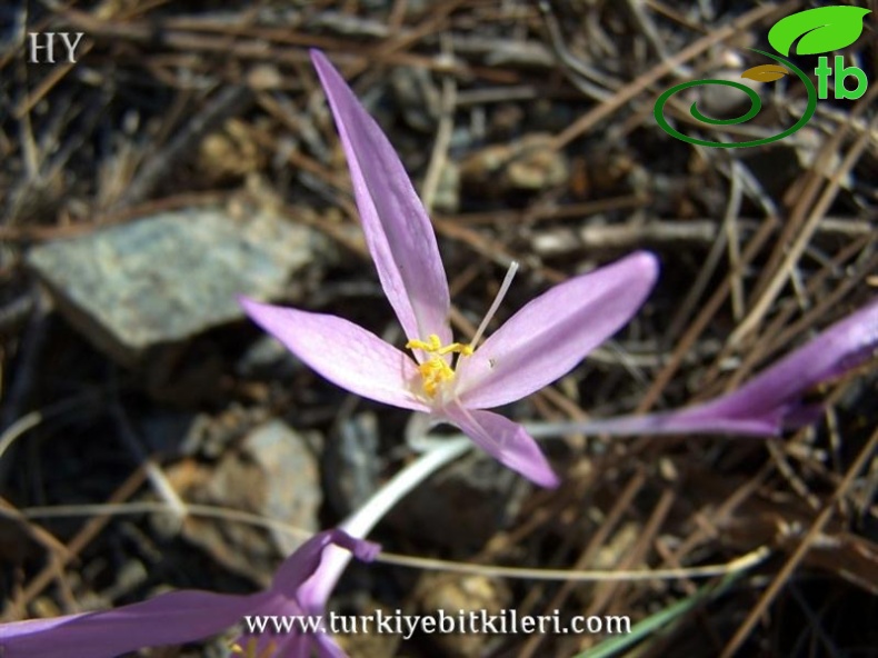 ssp rigescens