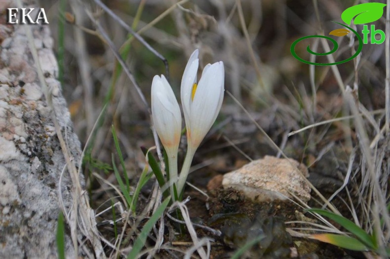 subsp. brachyphyllum-Amanoslar-Hatay