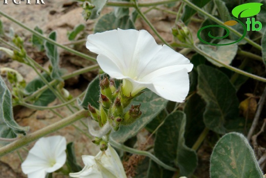 subsp. peduncularis-Bitlis