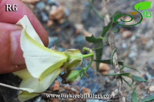 Samandağı-Hatay