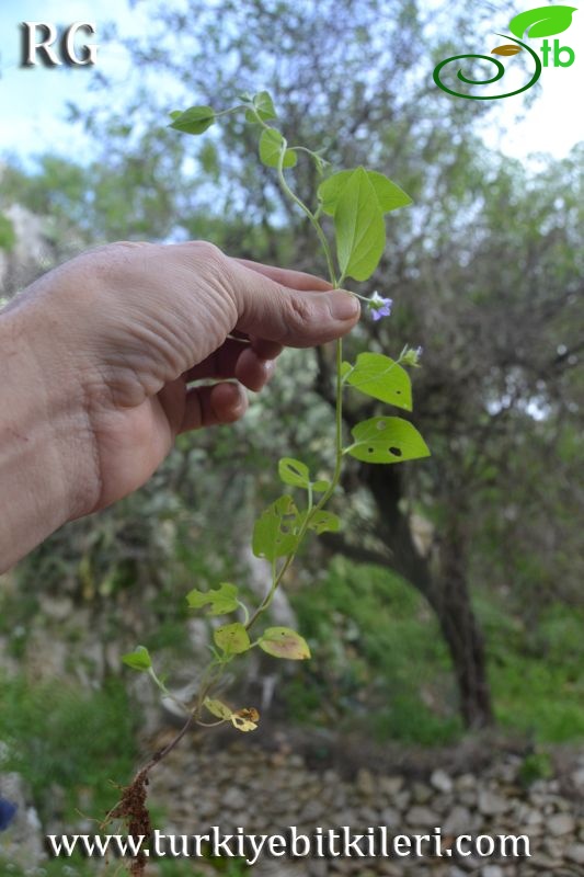 Marmaris-Muğla