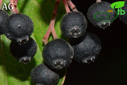 subsp. australis-Samsun