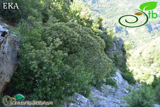 ssp cilicica-Hatay