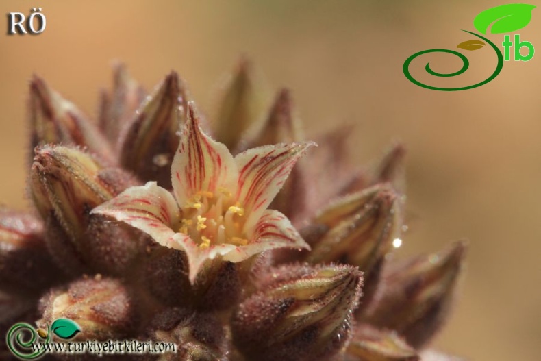 var serpentinicum-Sandras dağı-Muğla