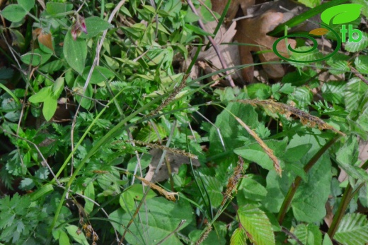 subsp. flacca- Samsun