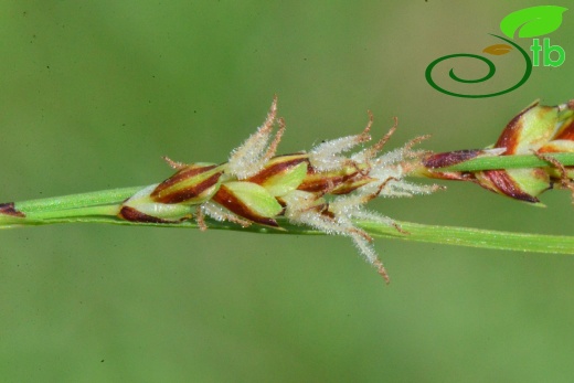 subsp. erythrostachys-Samsun