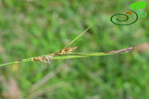 subsp. erythrostachys-Samsun