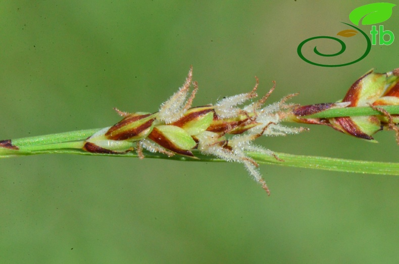 subsp. erythrostachys-Samsun